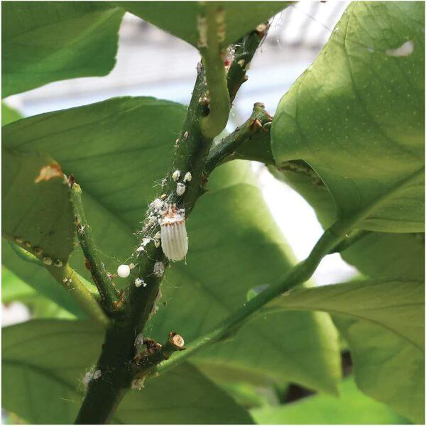 Flortis Homeoplant Cocciniglia 750 ml - Image 2